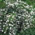 Mock orange (jaśmin) dzwonek ogrodowy etoile (belle etoile): zdjęcie i opis, recenzje